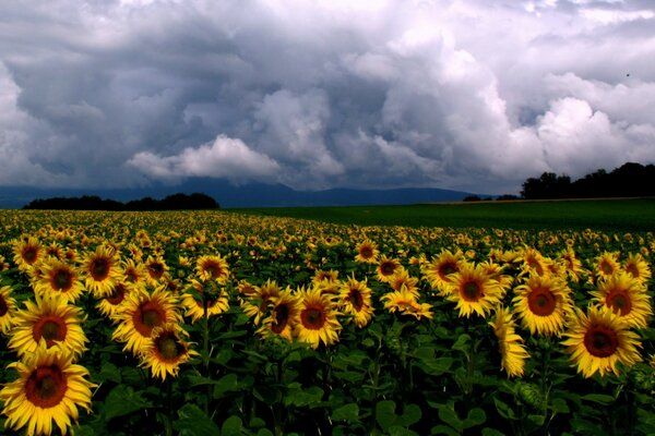 Landschaft von Sonnenblumenfeldern und bewölktem Himmel