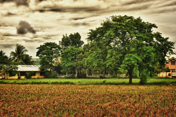 Rural landscape with a tree and a farmhouse