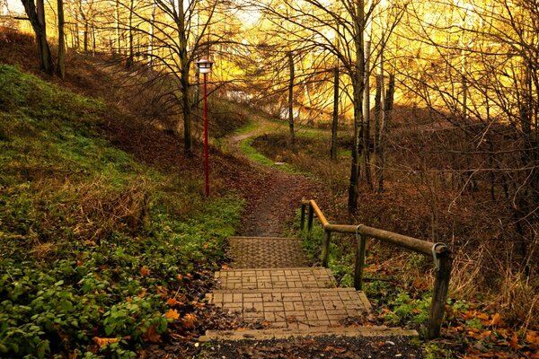 Stairs in the autumn forest during the day