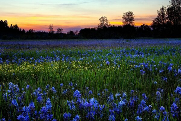 Campo com flores azuis