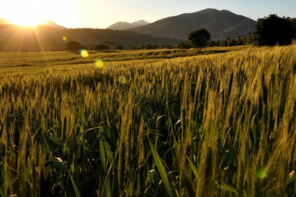 Um campo de trigo ao amanhecer