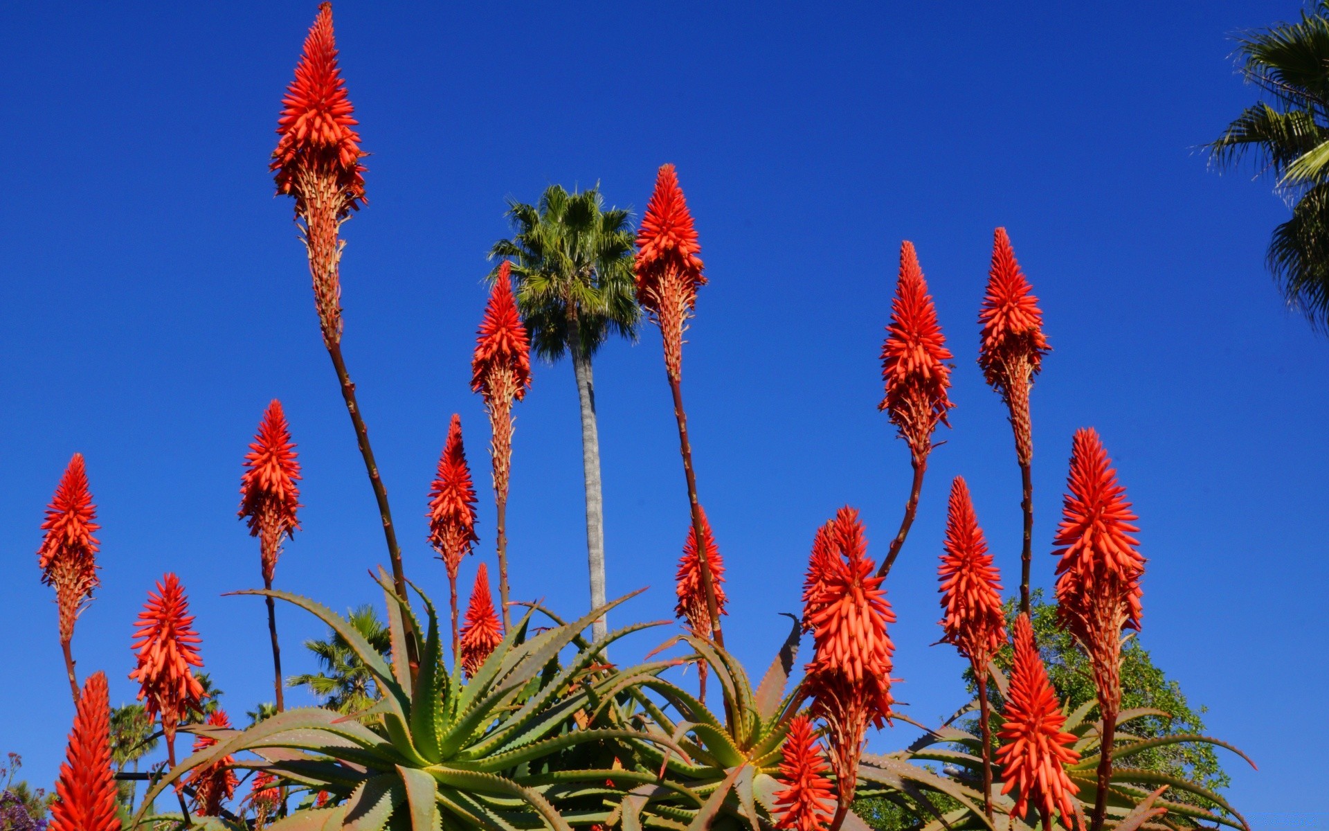 america outdoors nature tree flora flower leaf bright sky color daylight fair weather exotic tropical summer sunny