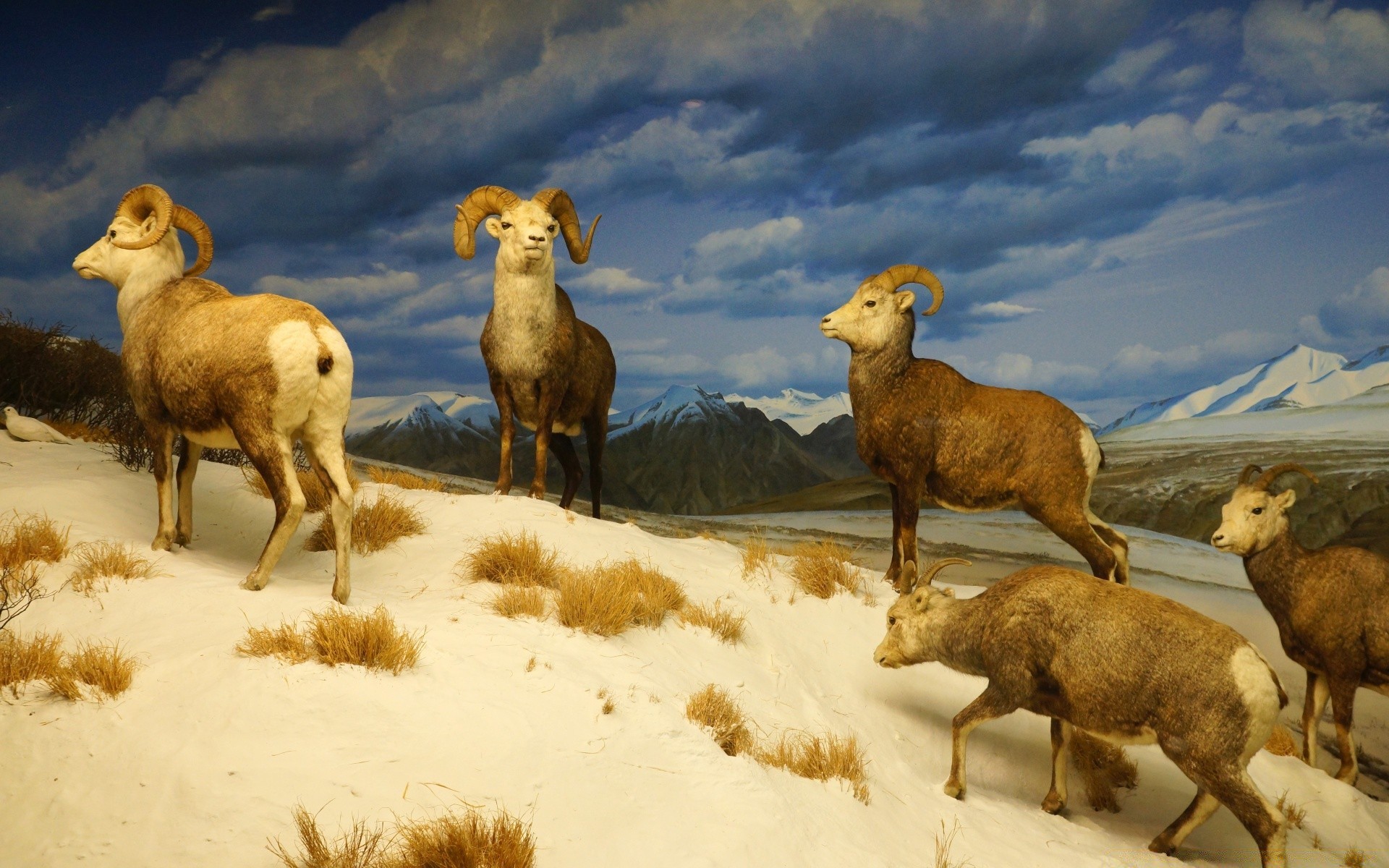 amérique mammifère mouton animal faune animaux vivants en plein air ferme herbe chèvre nature