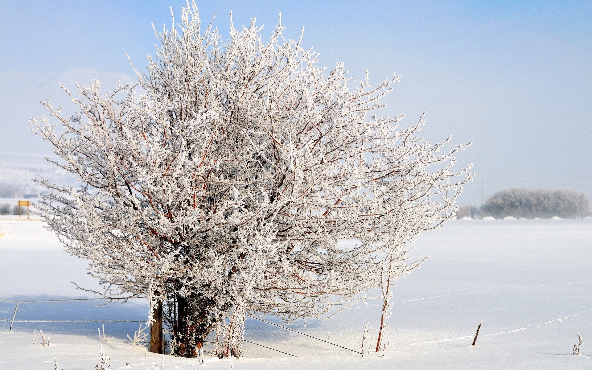 amérique hiver neige gel froid arbre saison congelé branche paysage glace météo givré neige-blanc scène bois nature glacial