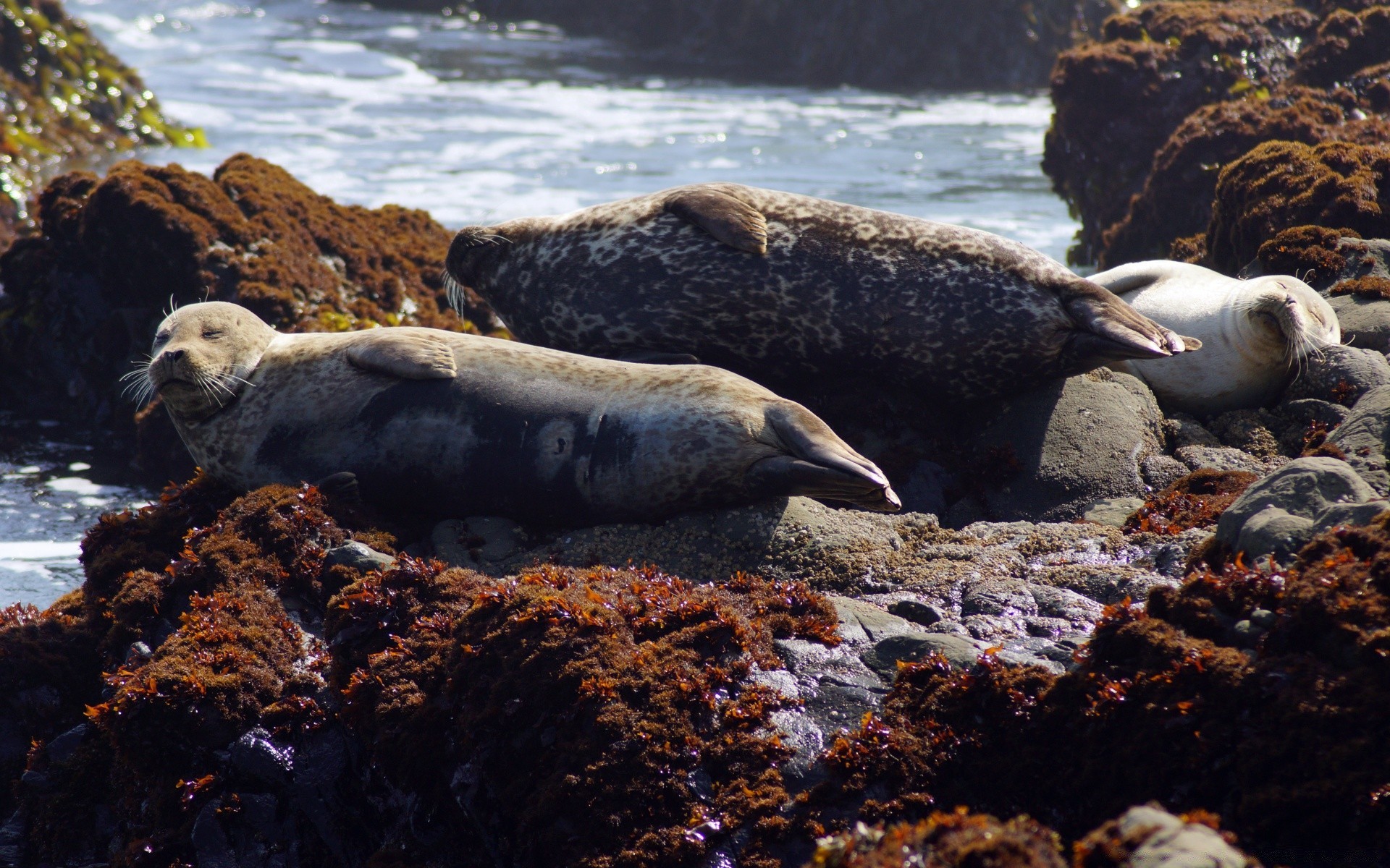 ameryka wody morze ocean morze seal natura wildlife outdoor rock morze plaża środowisko podróż wyspa