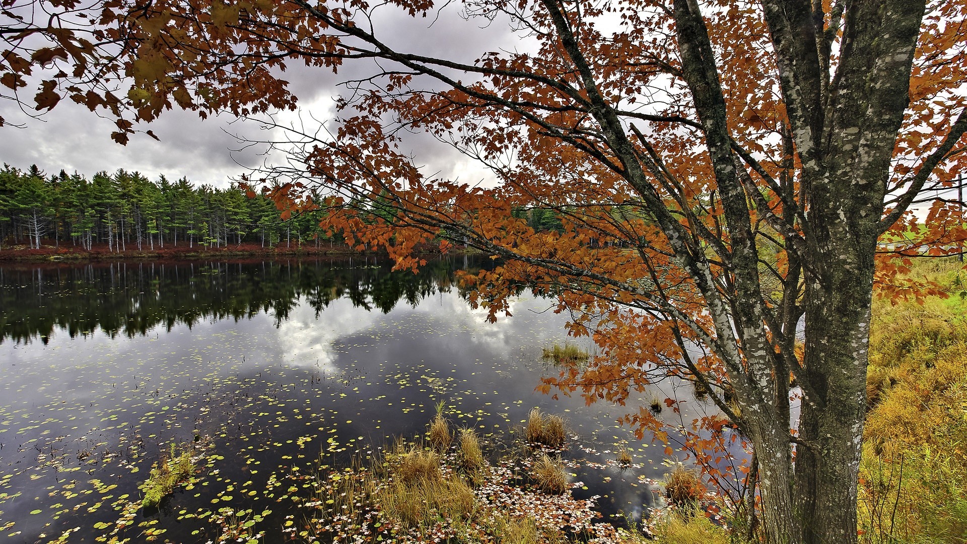 ameryka jesień drzewo liść drewna krajobraz na zewnątrz natura park klon sceniczny sezon światło dzienne dobra pogoda oddział świt