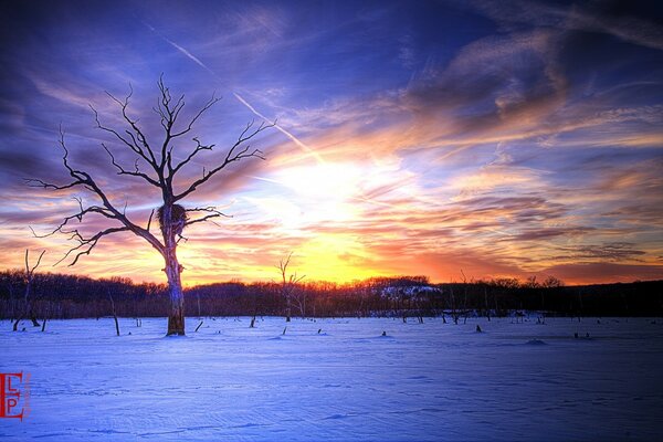 Puesta de sol de invierno. Árbol seco solitario