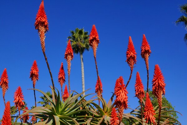 Bright red flowers against a clear blue sky