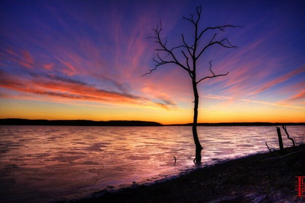 Lonesome tree in the lake