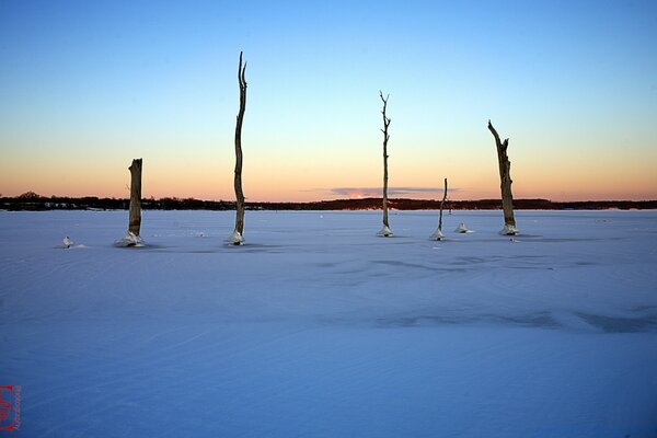 Paisaje al amanecer con árboles