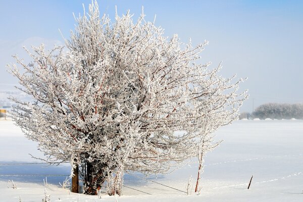 Ein Baum, der im Winter mit Schnee bedeckt ist