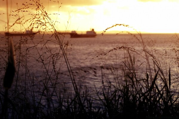 通过草地日落视图的背景上的船舶