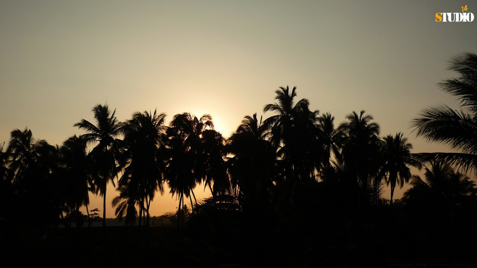 amérique plage coucher de soleil paume arbre rétro-éclairé soleil silhouette mer tropical île aube soir noix de coco beau temps paysage océan voyage sable