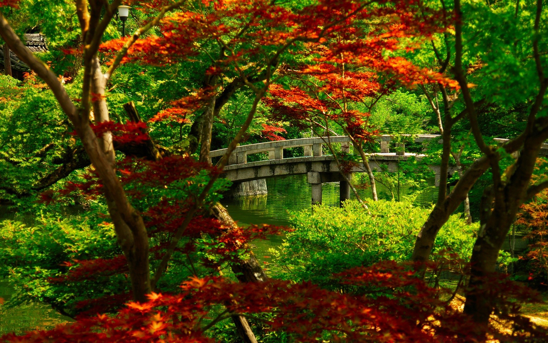 asia autunno foglia acero albero legno natura paesaggio stagione parco lussureggiante scenic outdoor branch scenario vivid giardino ambiente flora campagna