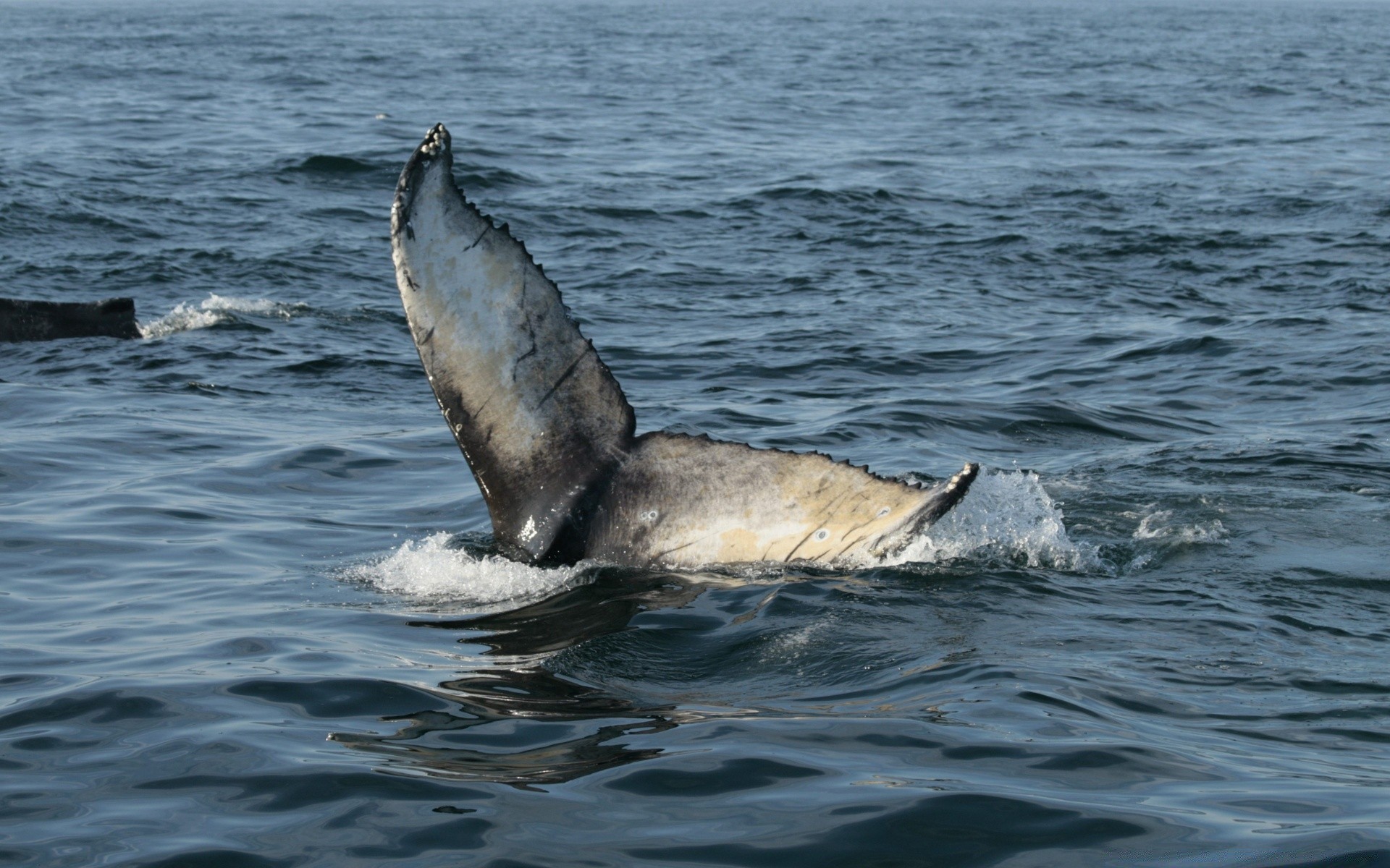 américa água mar oceano exterior natureza mares