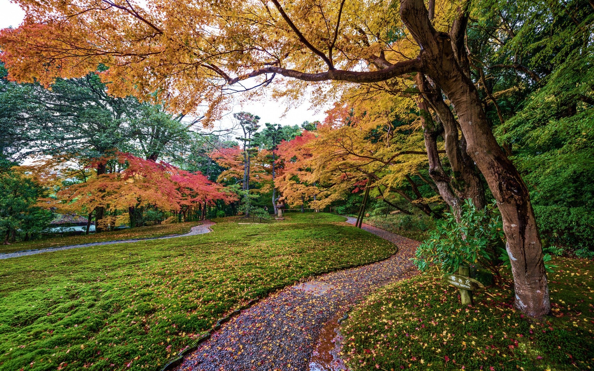 asien baum blatt herbst landschaft natur holz park saison landschaftlich im freien ahorn umwelt guide zweig landschaften flora