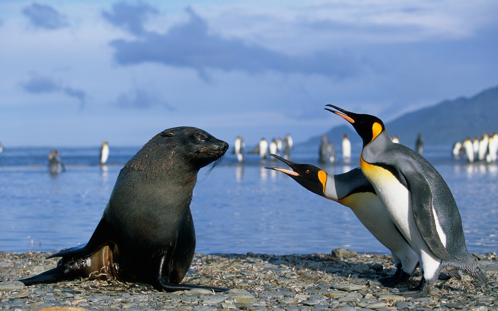 antártida vida silvestre aves agua océano mar helada animal naturaleza playa mamífero salvaje mar marina natación al aire libre hielo pingüinos