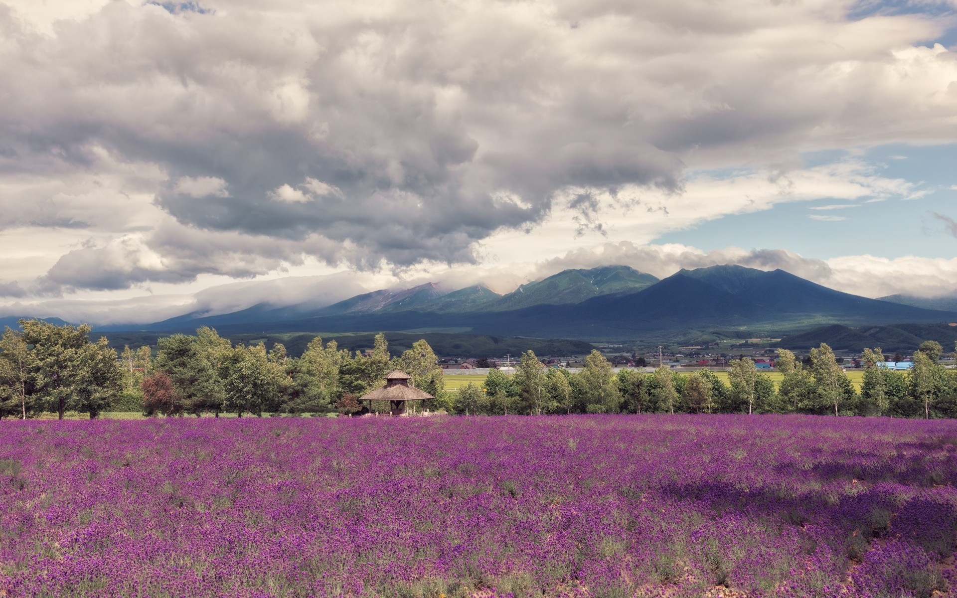 asia landscape nature flower outdoors sky field summer scenic countryside travel agriculture tree rural flora hayfield lavender farm sunset