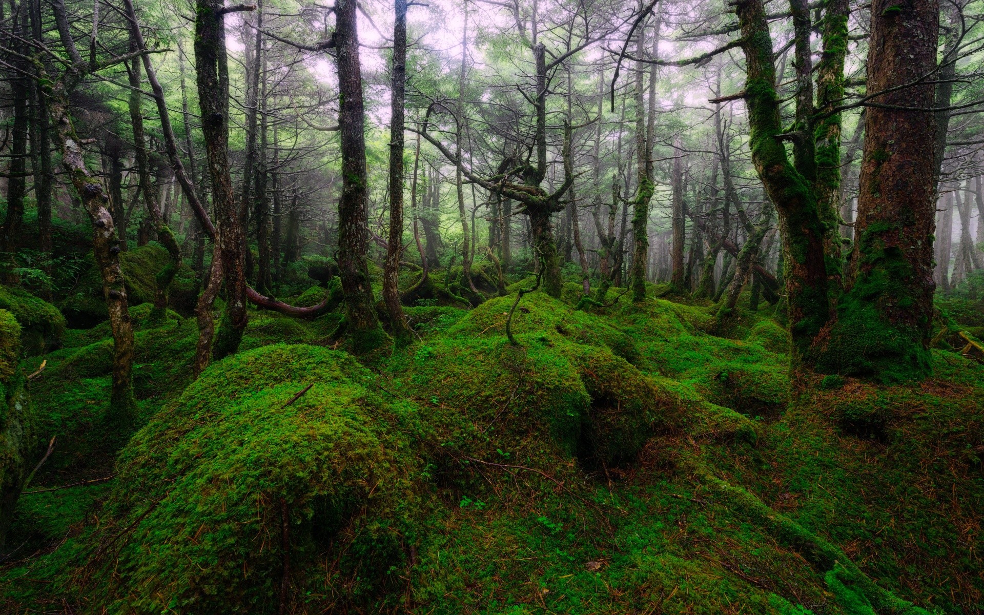 asia legno paesaggio albero natura muschio parco ambiente foglia alba lussureggiante scenico bel tempo nebbia nebbia ramo luce sole sentiero foresta pluviale