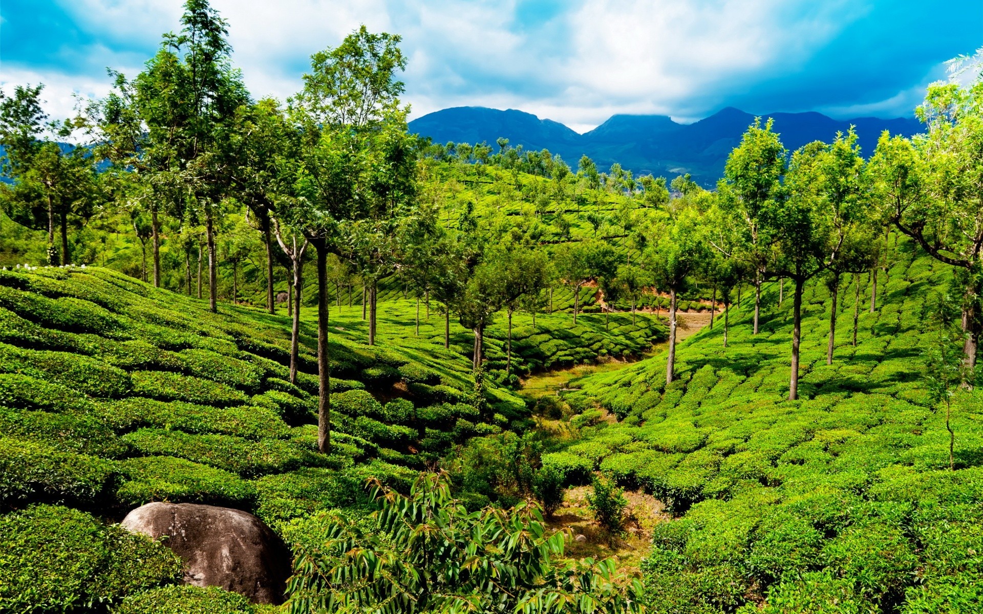 asien natur landschaft holz holz im freien sommer landwirtschaft blatt landschaftlich reisen flora hügel des ländlichen spektakel berge aufstieg feld gras landschaft