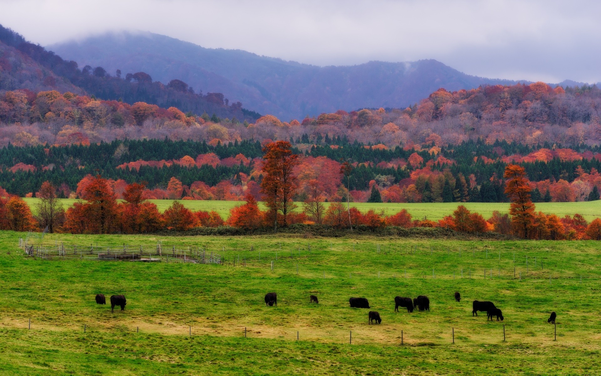 asia paesaggio agricoltura fattoria campagna rurale albero pastorale natura cielo paese campo autunno all aperto montagna fieno collina bestiame pascolo mucca