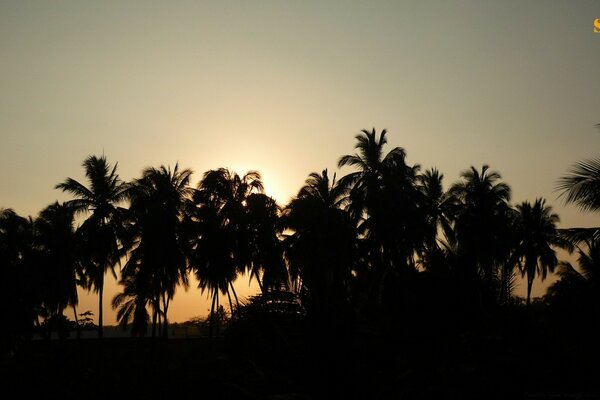 Sunset in palm trees on the beach in Egypt