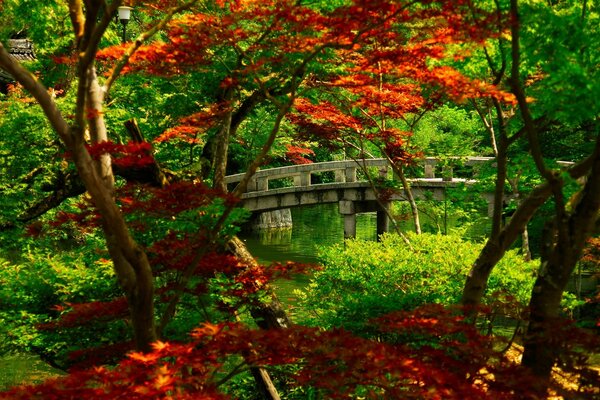 Vieux pont dans la cime des arbres