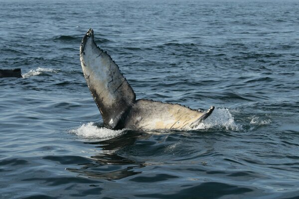 The tail of a swimming whale in the open sea