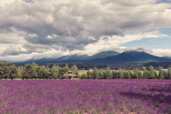 Landschaft der Blumenwiese auf dem Hintergrund der Berge