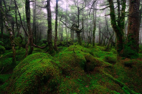 Bizarre plants in the Asian forest