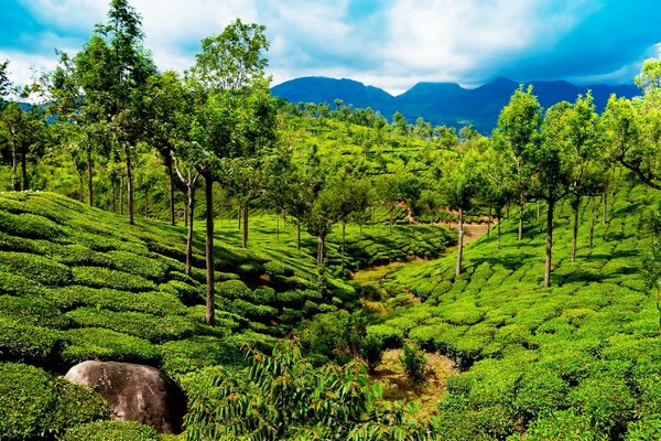 Bright green trees against the background of mountain peaks and blue sky