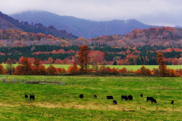 美丽的乡村景观与山和牛群