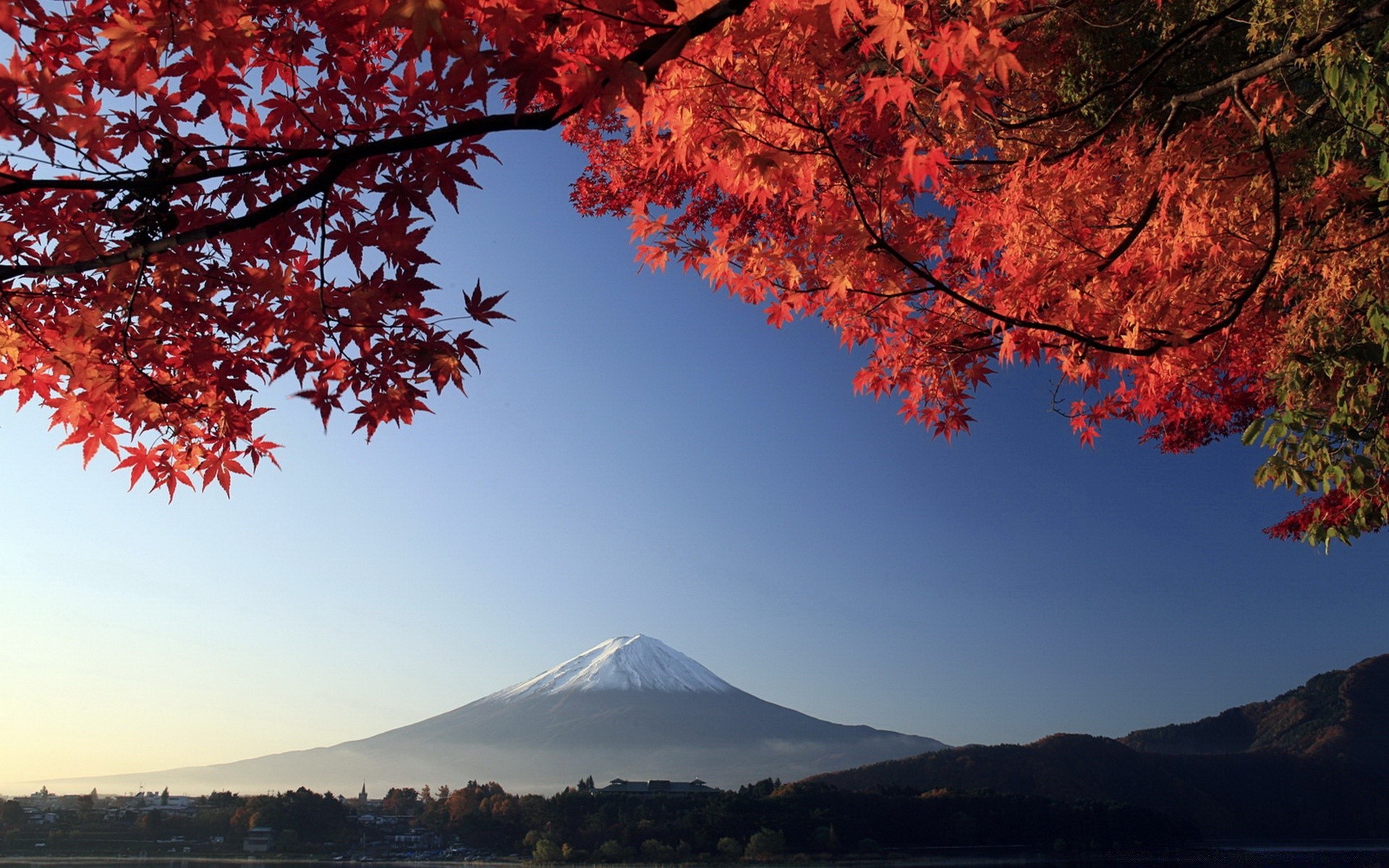 asia fall tree leaf maple landscape outdoors nature wood season mountain