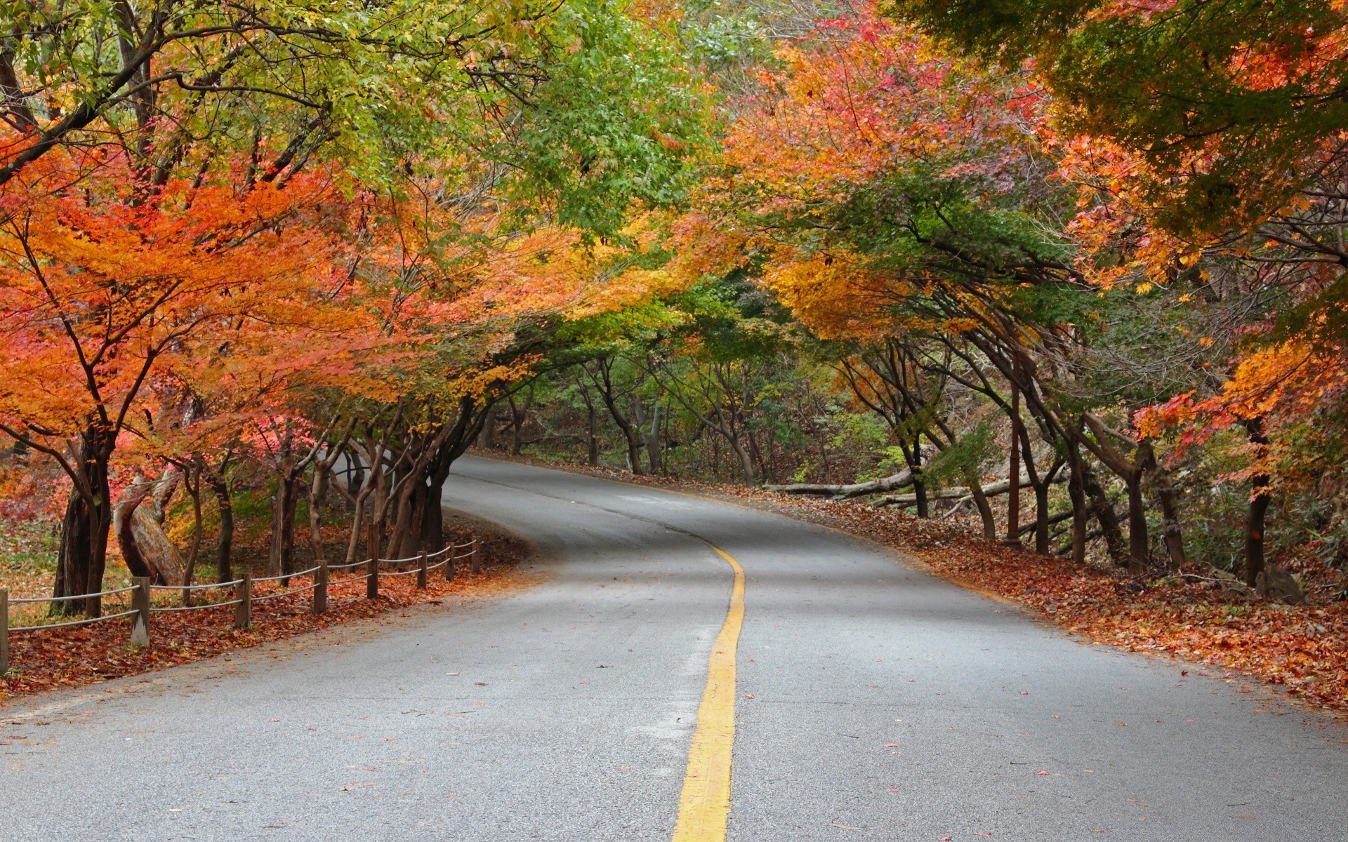 asien herbst straße blatt baum natur führung landschaft im freien holz ahorn landschaftlich park landschaft ländlich