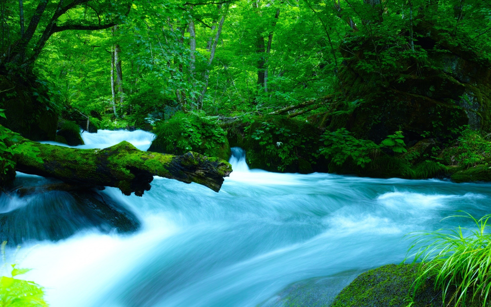 asie eau cascade bois nature rivière paysage feuille à l extérieur flux bois mousse propreté voyage rock forêt tropicale cascade mouvement luxuriante environnement