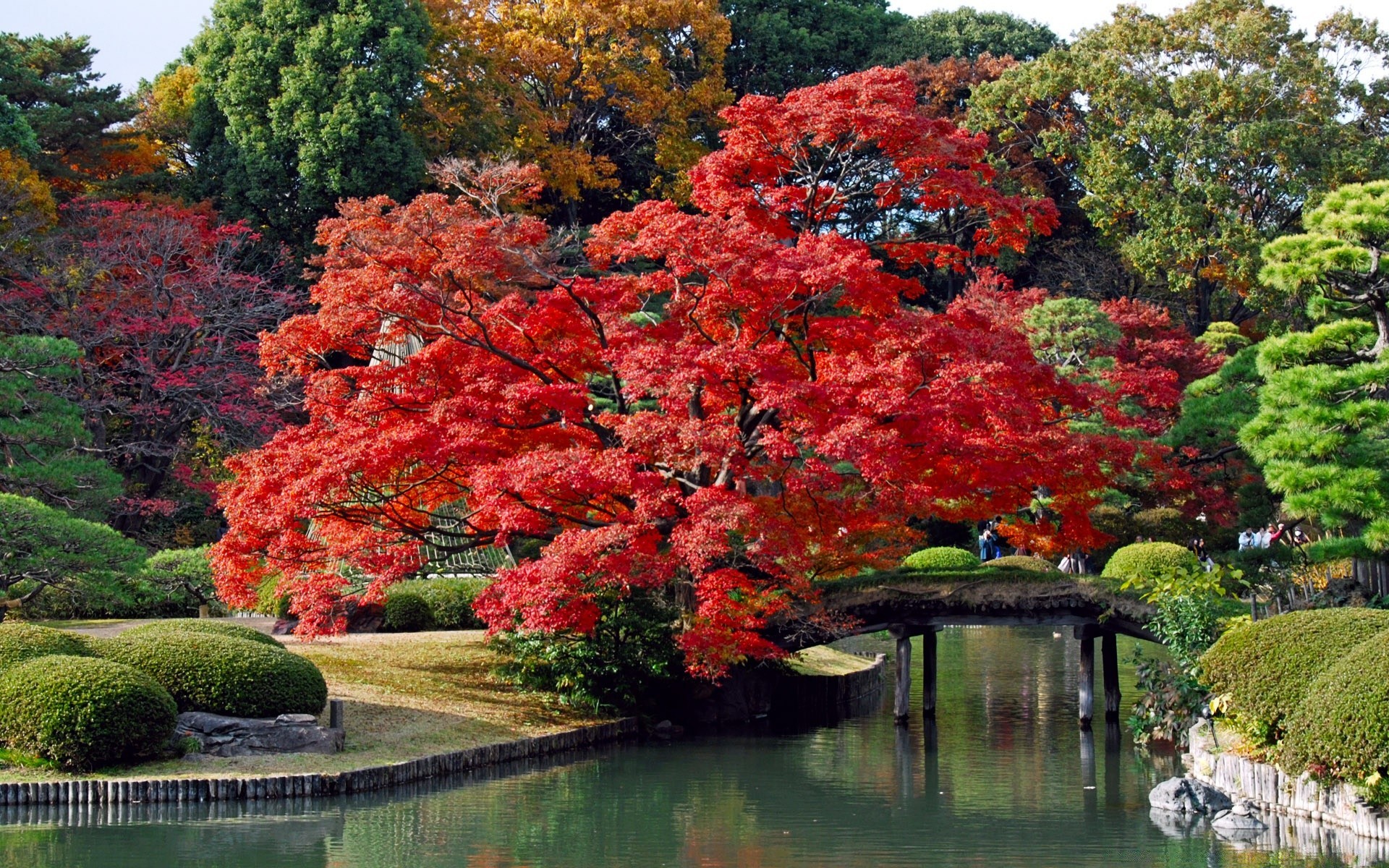 亚洲 树木 树叶 秋天 公园 自然 湖泊 景观 花园 户外 水 木材 河流 枫树 季节 植物群 风景 游泳池 旅游 日光