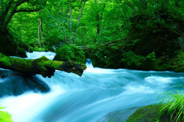 Fabulosamente verde bosque y cascada de Asia