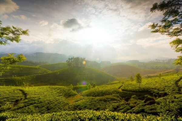 Green fields under the bright sun