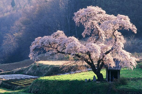 A flowering tree at the foot of the mountain