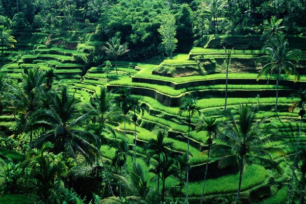 Plantation de fleurs asiatiques dans la verdure