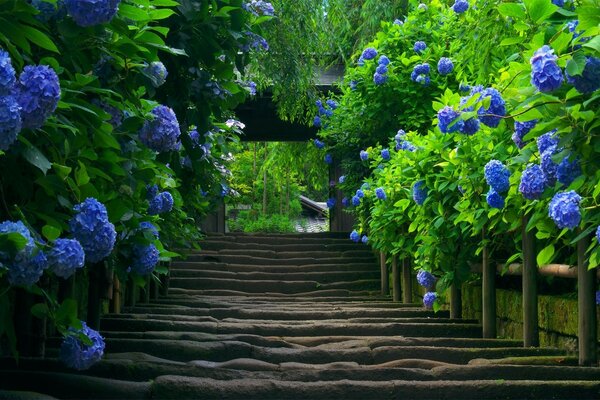 Ein Gartenweg aus Baumstämmen, der zu einem Bogen unter blauen Blumen führt