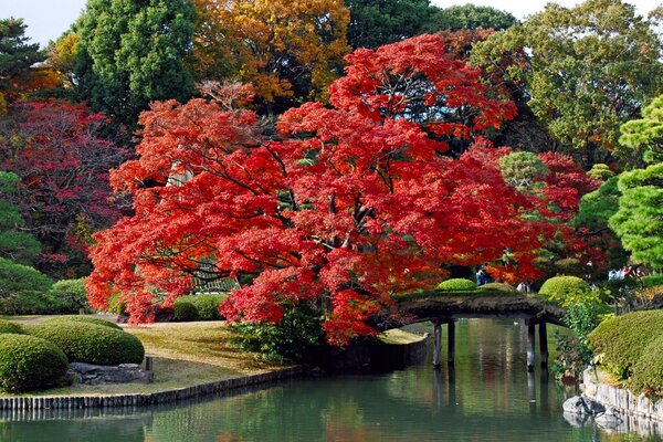 Parque de outono com ponte