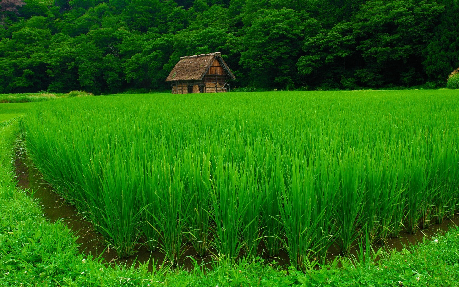 ásia arroz agricultura fazenda paddy grama crescimento rural exuberante terra cultivada pasto cereais ao ar livre campo flora paisagem campo colheita