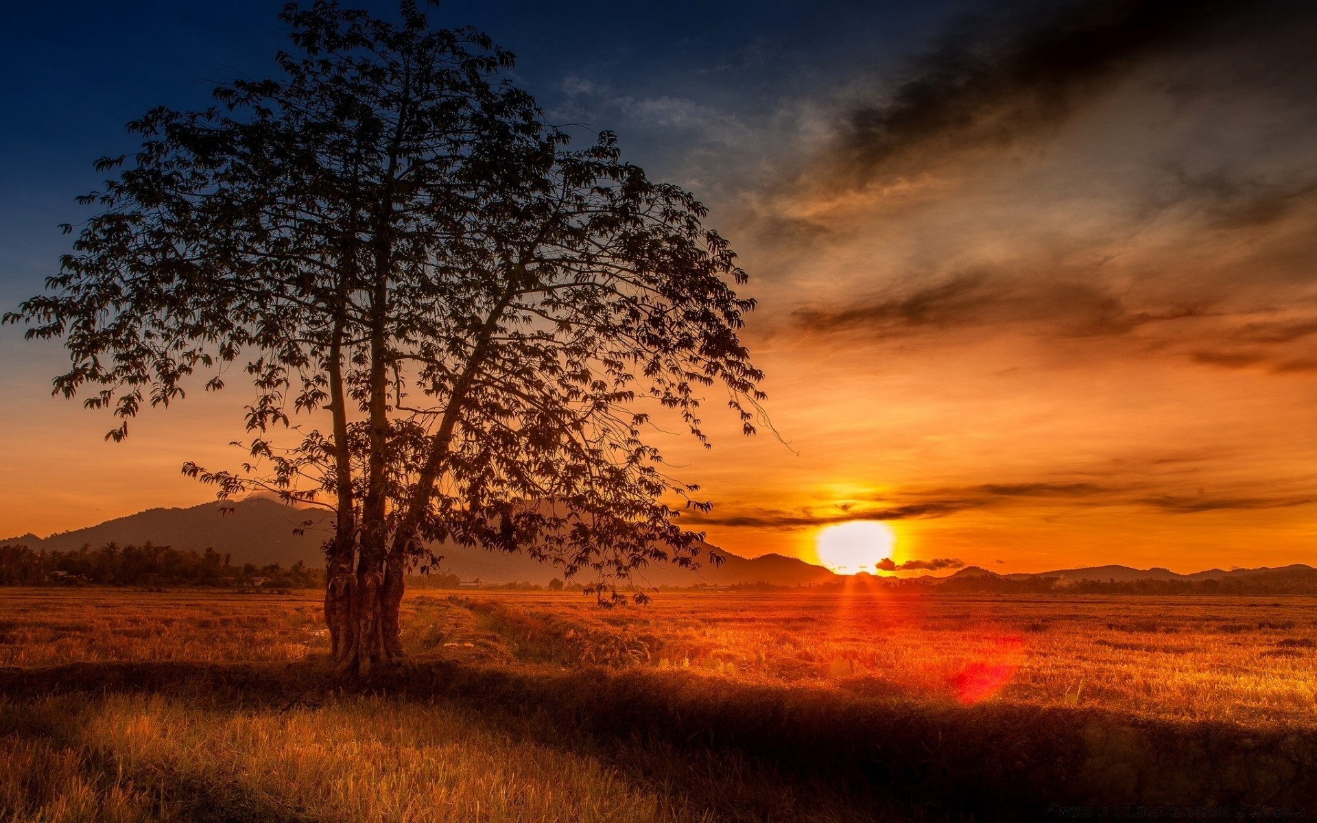 asia sunset dawn landscape sun sky nature evening dusk tree fair weather light cloud backlit summer