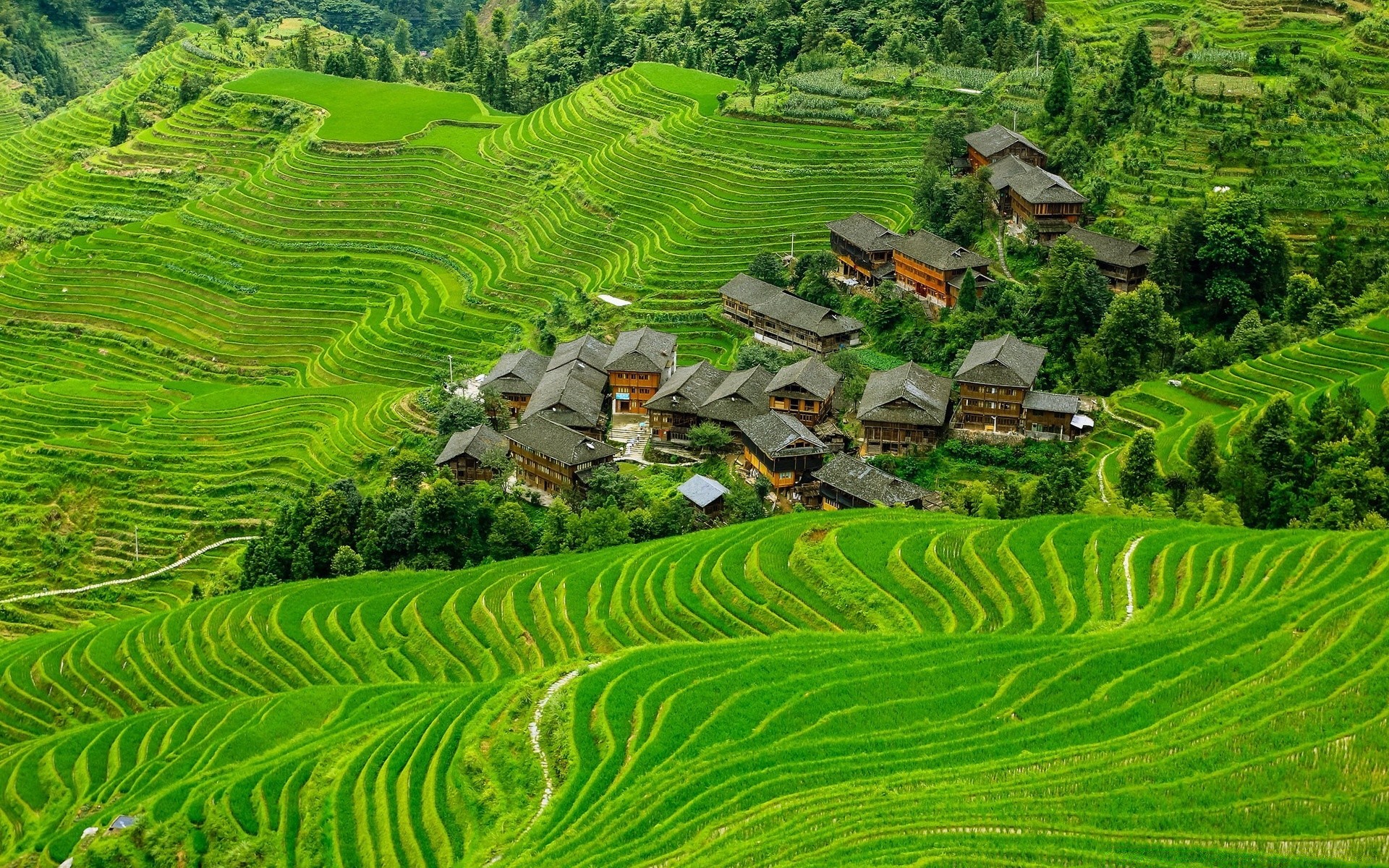 asien landwirtschaft natur terrasse wachstum plantagen des ländlichen blatt bauernhof sommer flora bebautes land landschaft landschaft tal feld im freien reis reisen ackerland