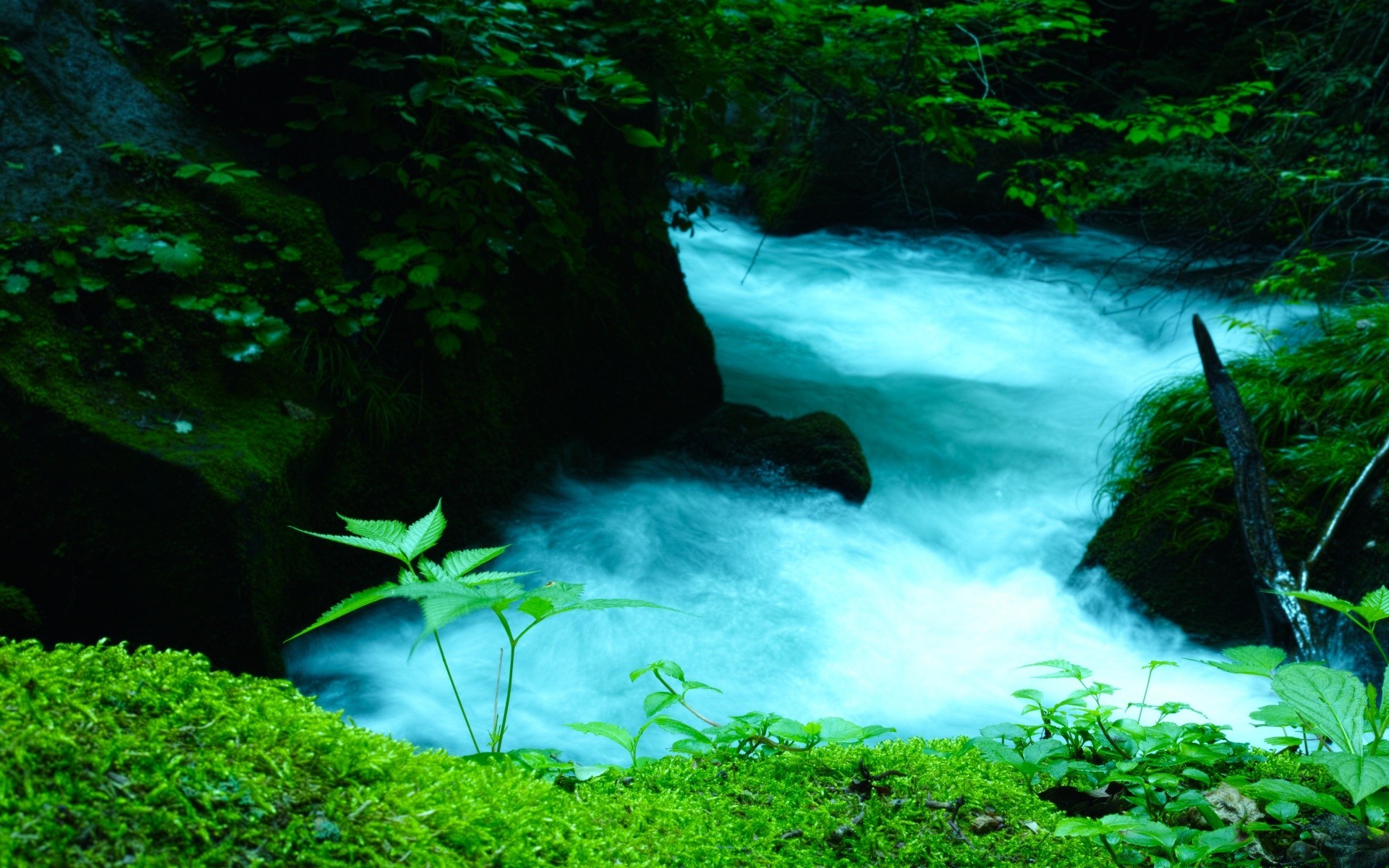 asia agua naturaleza hoja madera musgo río submarino roca cascada al aire libre paisaje medio ambiente selva tropical árbol