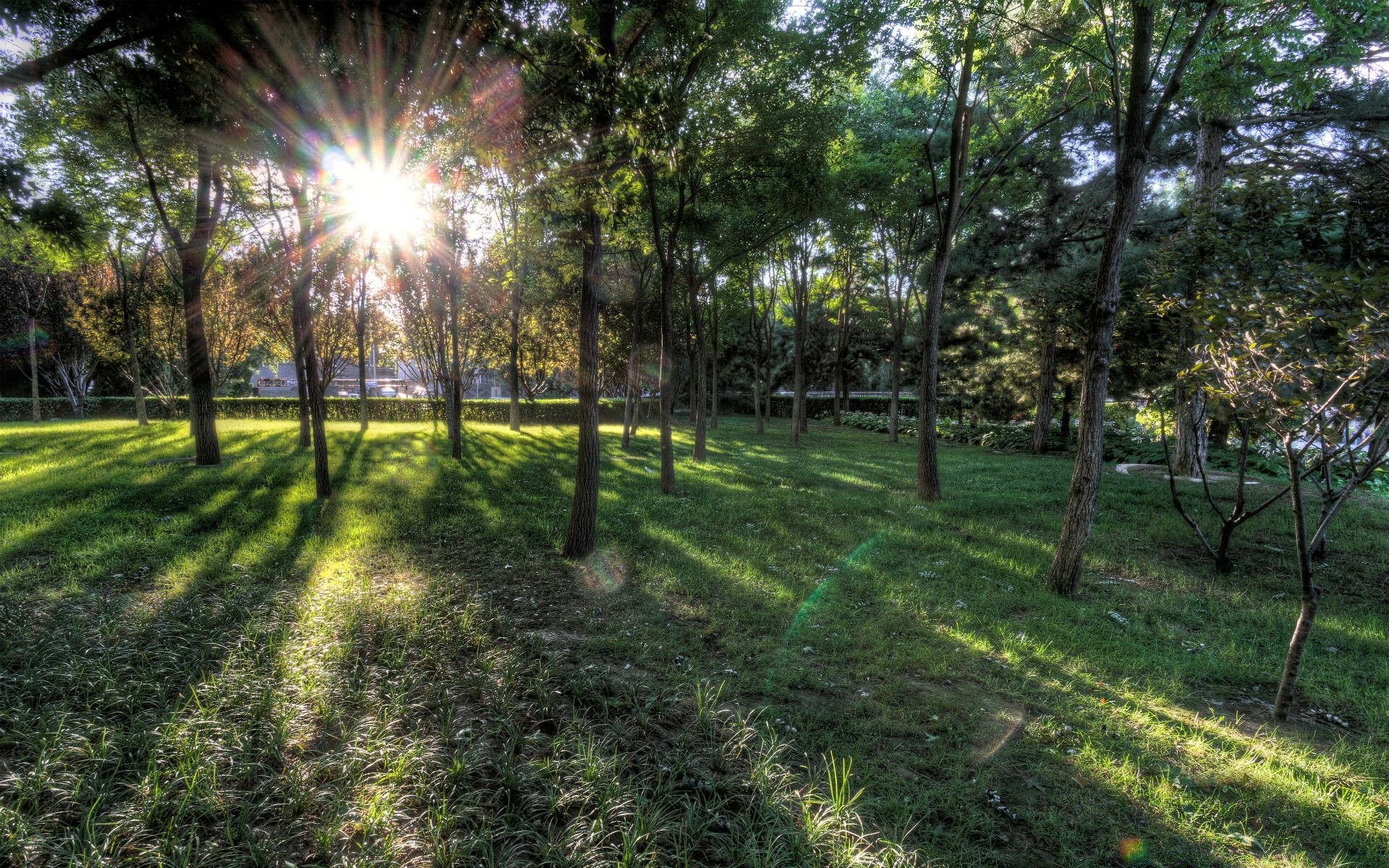 asya manzara çimen doğa güneş ağaç ahşap güzel hava park çevre yaz yaprak flora sezon kırsal rehberlik manzara parlak sahne yemyeşil bahçe