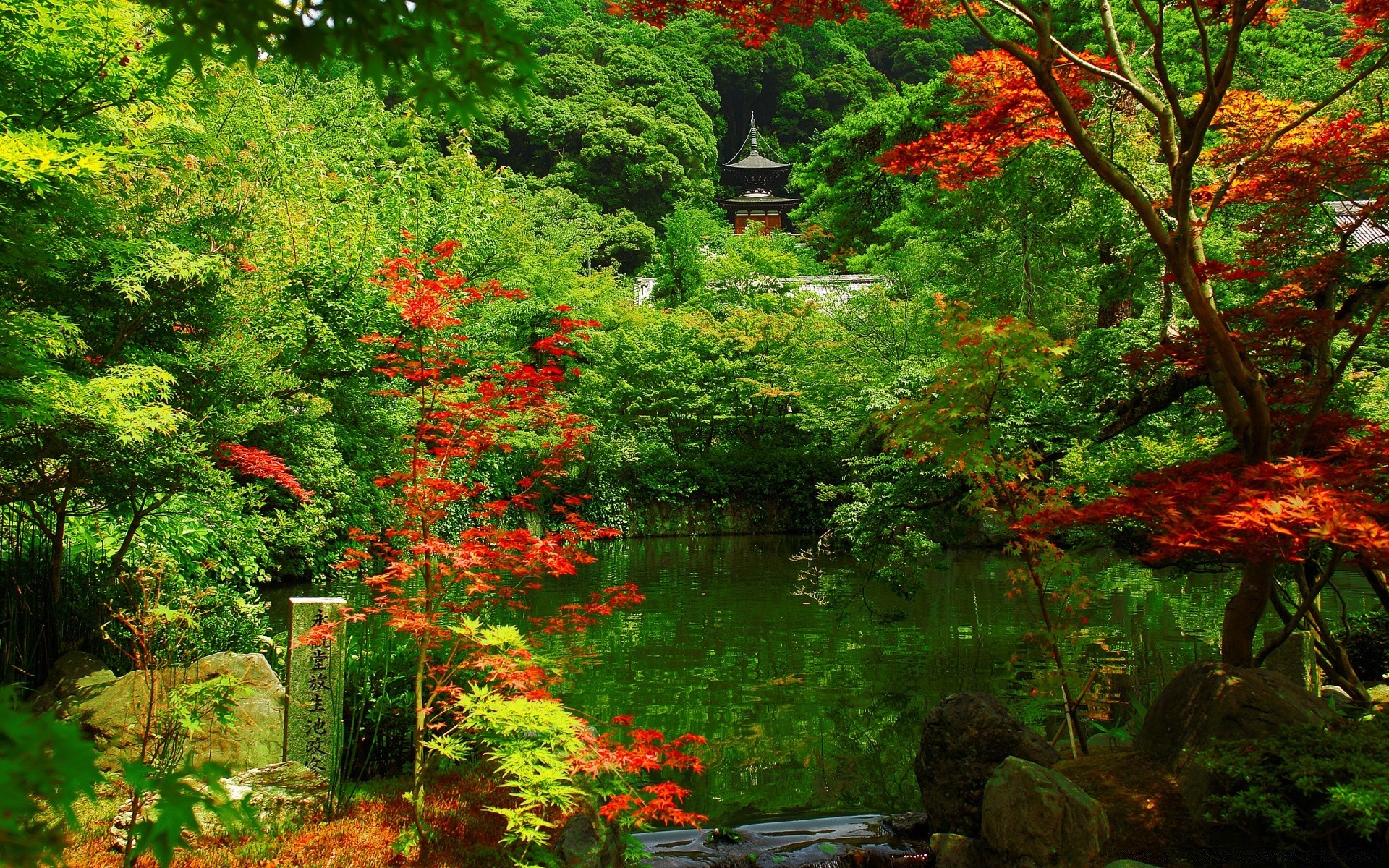 asia hoja árbol otoño arce madera naturaleza parque paisaje temporada exuberante jardín flora al aire libre escénico paisaje medio ambiente color brillante