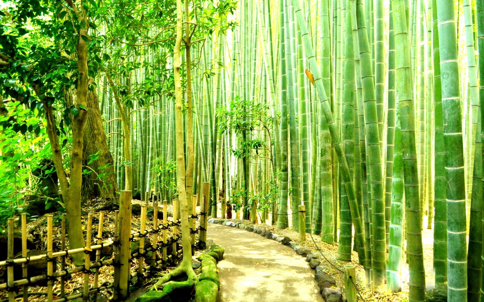 asia bamboo leaf wood nature tree flora lush landscape growth tropical park environment summer garden outdoors composure