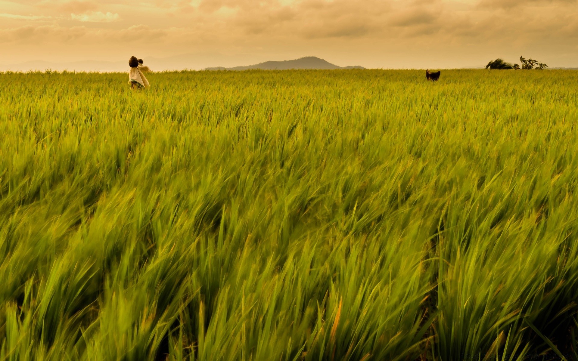 asia cereal field agriculture farm landscape wheat cropland crop pasture rural corn grass countryside country growth outdoors sky